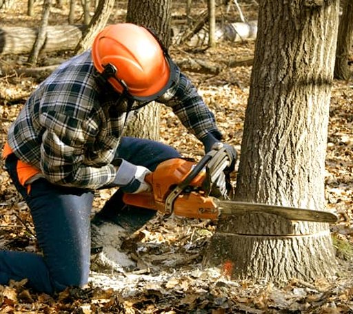 Tree Removal in Pitman, PA
